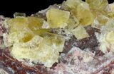 Lustrous, Yellow Cubic Fluorite Crystals - Morocco #44891-1
